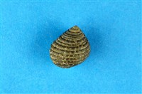 藏品(草蓆鐘螺)的圖片